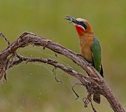 Wolfgang Käding - White fronted Bee eater - 