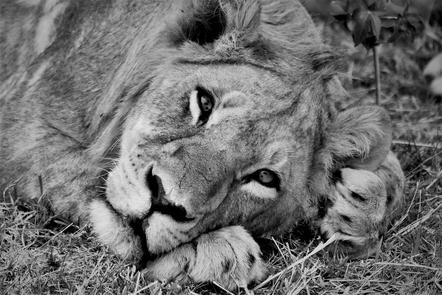 Dr. Petra Bartsch - Simbabwe Dreaming Lion - Natur 