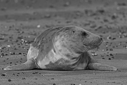 Hans-Peter Hornbostel - Seal Take 2 - Natur 