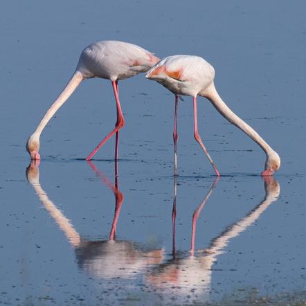 Jobit Stolp - Flamingo - NLT 