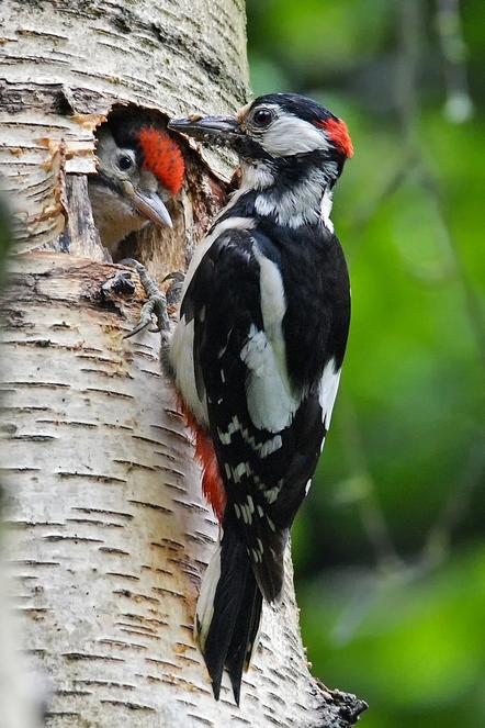 Hochhaus Alexander  - Direktmitglied Nordmark  - 3-NA  - Woodpecker with young - Annahme