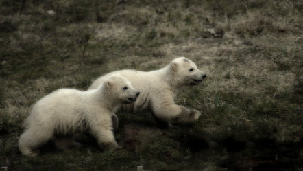 Halvas-Nielsen Herdis  - Fotoclub Schleswig e.V.  - Ice Bear cubs running - FT-Farbe - Annahme