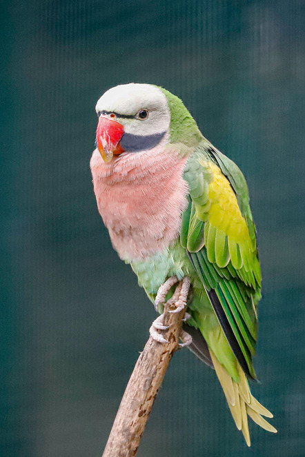 Vogelpark Walsrode - Wolfgang Ohlhorst - kleiner Papagei