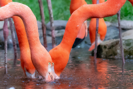 Vogelpark Walsode - Wolfgang Ohlhorst - Flamingo 3er Köpfe